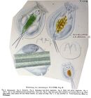 Euchlanis dilatata