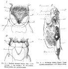 Euchlanis dilatata