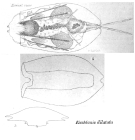 Euchlanis dilatata
