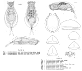 Euchlanis dilatata