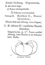 Euchlanis dilatata