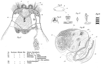 Euchlanis dilatata