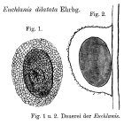Euchlanis dilatata
