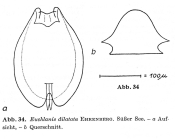 Euchlanis dilatata