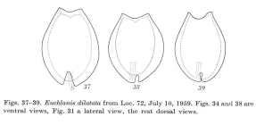 Euchlanis dilatata