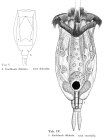 Euchlanis dilatata