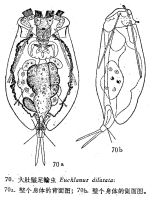 Euchlanis dilatata