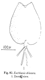 Euchlanis dilatata