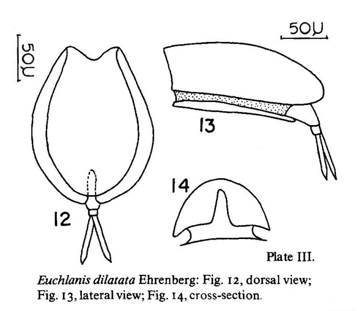 Euchlanis dilatata Euchlanis dilatata