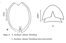 Euchlanis dilatata