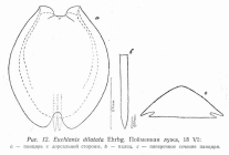 Euchlanis dilatata