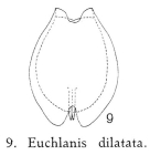 Euchlanis dilatata
