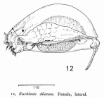 Euchlanis dilatata