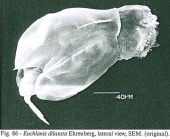 Euchlanis dilatata