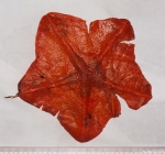 Anseropoda placenta (Pennant, 1777) 