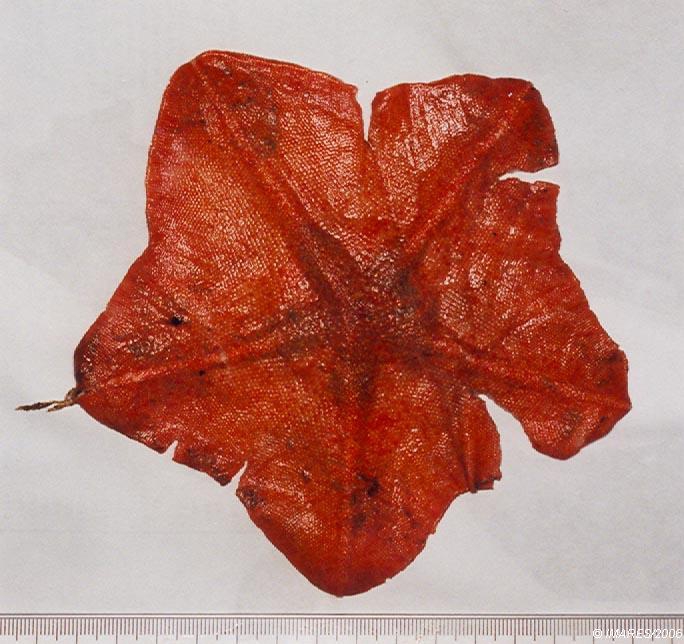 Anseropoda placenta (Pennant, 1777) Anseropoda placenta (Pennant, 1777)