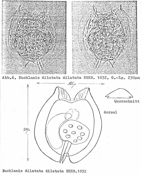 Euchlanis dilatata
