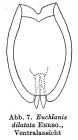Euchlanis dilatata
