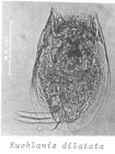 Euchlanis dilatata