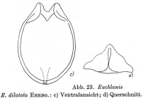 Euchlanis dilatata