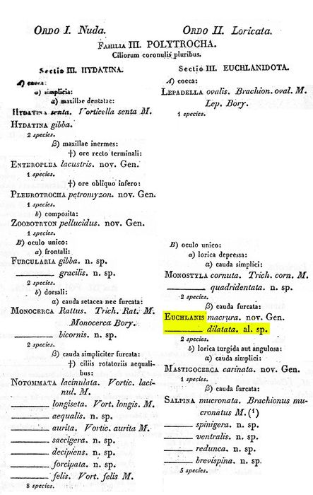 Euchlanis dilatata - Original description image