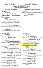 Euchlanis dilatata