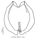 Euchlanis dilatata f. larga