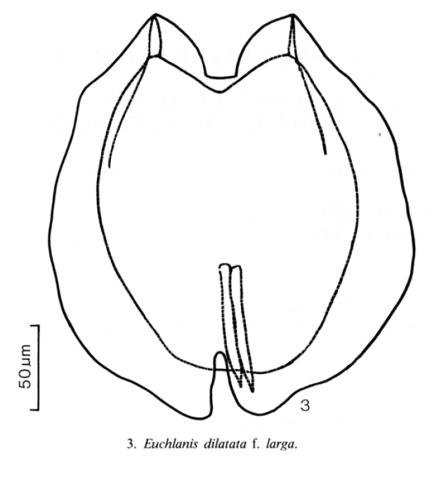 Euchlanis dilatata f. larga Euchlanis dilatata f. larga