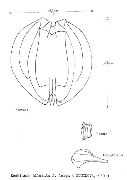 Euchlanis dilatata f. larga Euchlanis dilatata f. larga