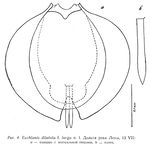 Euchlanis dilatata f. larga - Original description image
