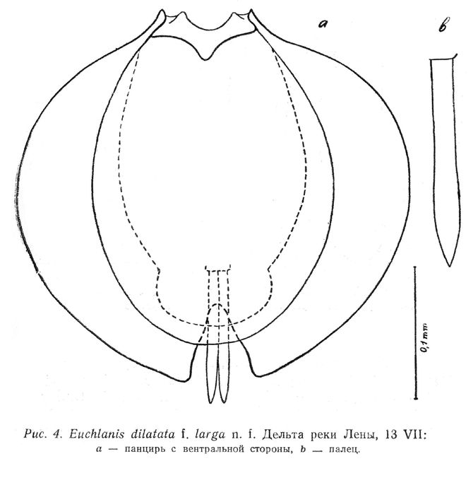 Euchlanis dilatata f. larga - Original description image