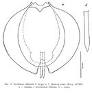 Euchlanis dilatata f. larga