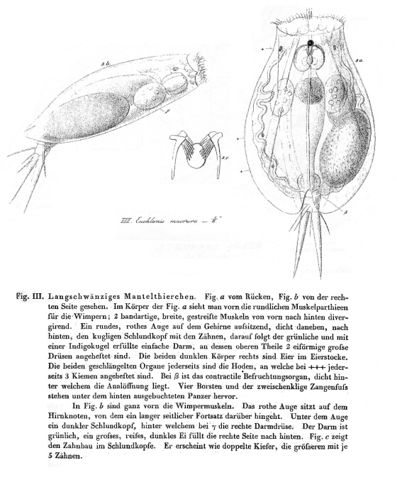 Euchlanis dilatata f. macrura Euchlanis dilatata f. macrura