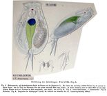 Euchlanis dilatata f. macrura