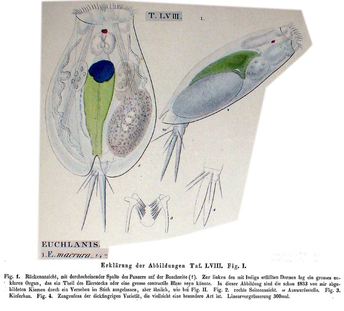 Euchlanis dilatata f. macrura