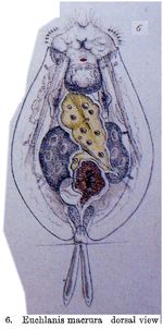 Euchlanis dilatata f. macrura