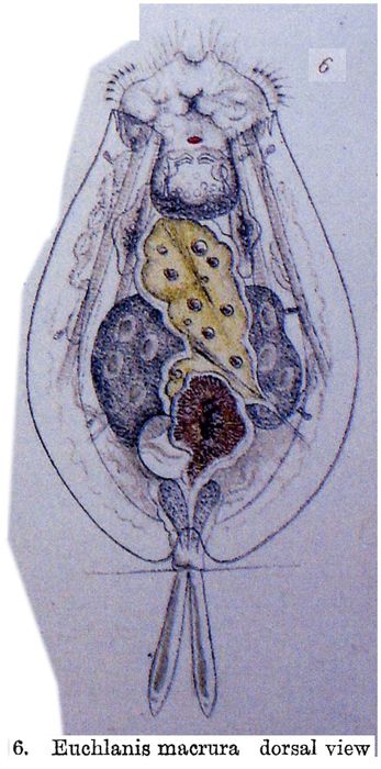 Euchlanis dilatata f. macrura Euchlanis dilatata f. macrura