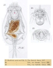 Euchlanis dilatata f. macrura