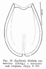 Euchlanis dilatata f. macrura