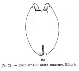 Euchlanis dilatata f. macrura