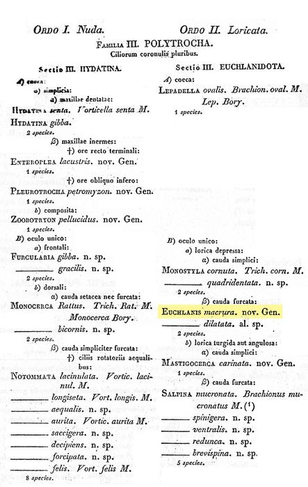 Euchlanis dilatata f. macrura Euchlanis dilatata f. macrura