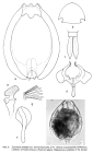 Euchlanis dilatata f. triacantha