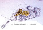 Euchlanis dilatata f. unisetata