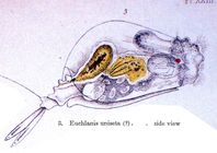 Euchlanis dilatata f. unisetata