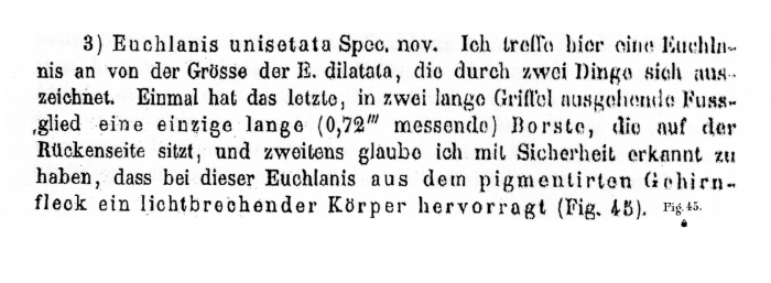 Euchlanis dilatata f. unisetata - Original description image