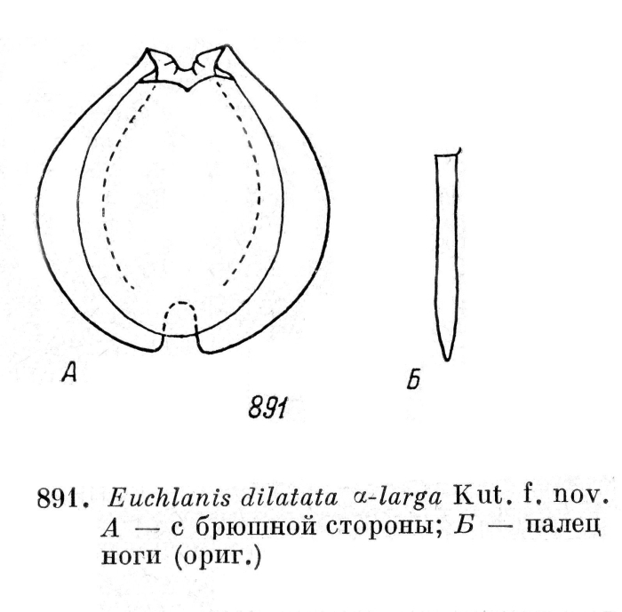 Euchlanis dilatata f. α-larga - Original description image