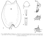 Euchlanis dilatata lucksiana