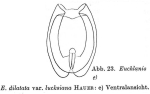 Euchlanis dilatata lucksiana