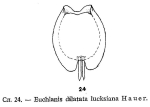 Euchlanis dilatata lucksiana