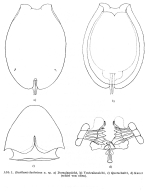 Euchlanis dilatata lucksiana - Original description image